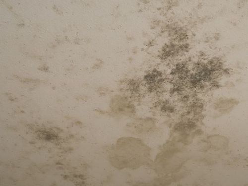 天花板蟲害原因大公開：潮濕、漏水與裝潢材質全解析